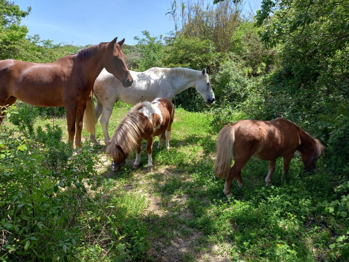 Casinha Da Lareira - Quintinha Dos Cavalos- Arruda Dos Vinhos Dış mekan fotoğraf